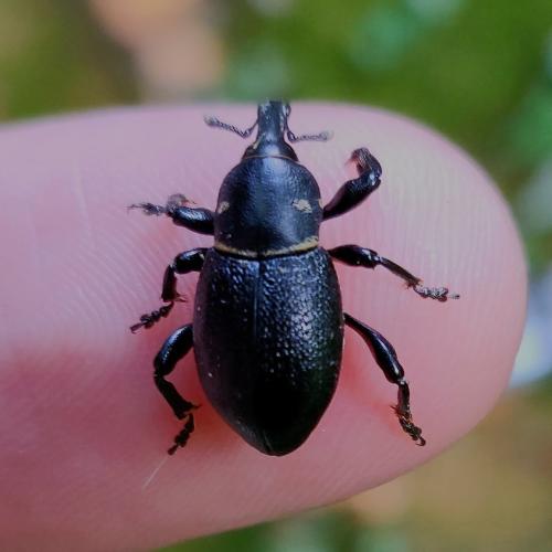 Liparus coronatus
